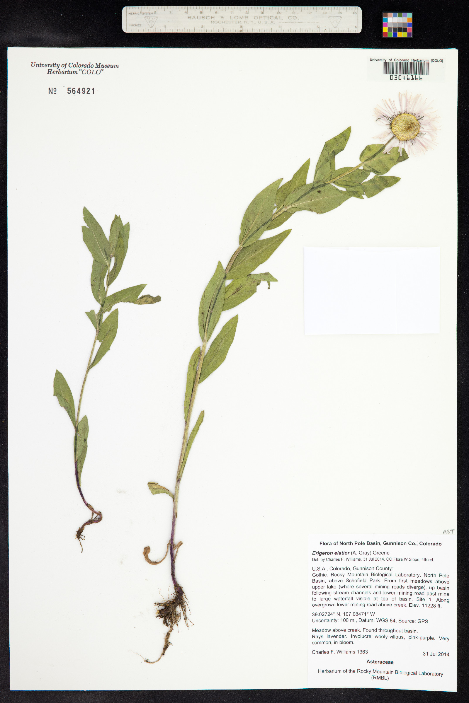 Erigeron elatior image