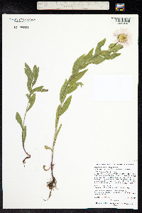 Erigeron elatior image