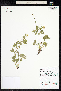 Ranunculus eschscholtzii image