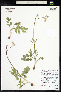 Oxypolis fendleri image