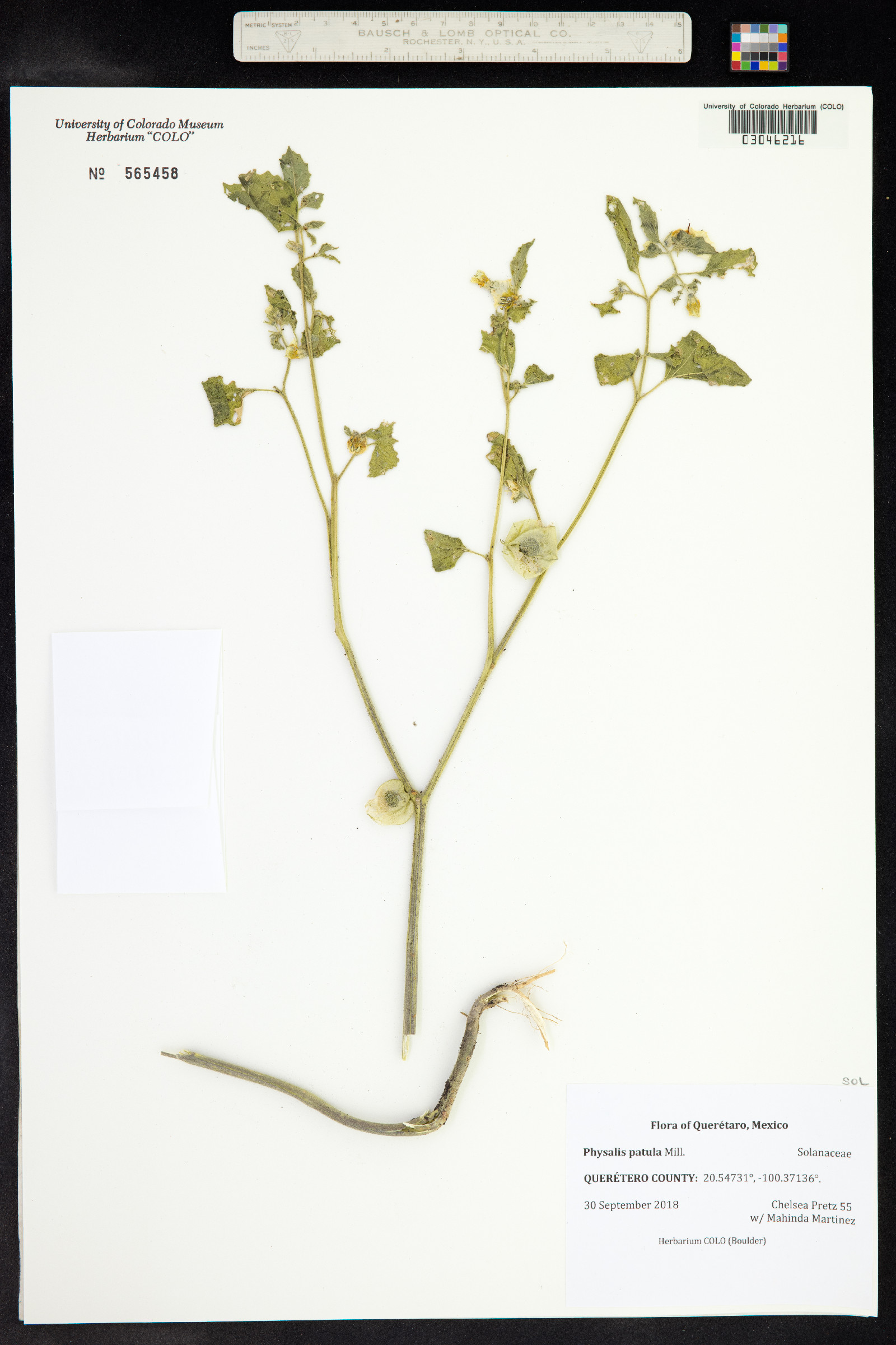 Physalis patula image