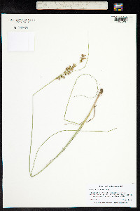 Juncus compressus image