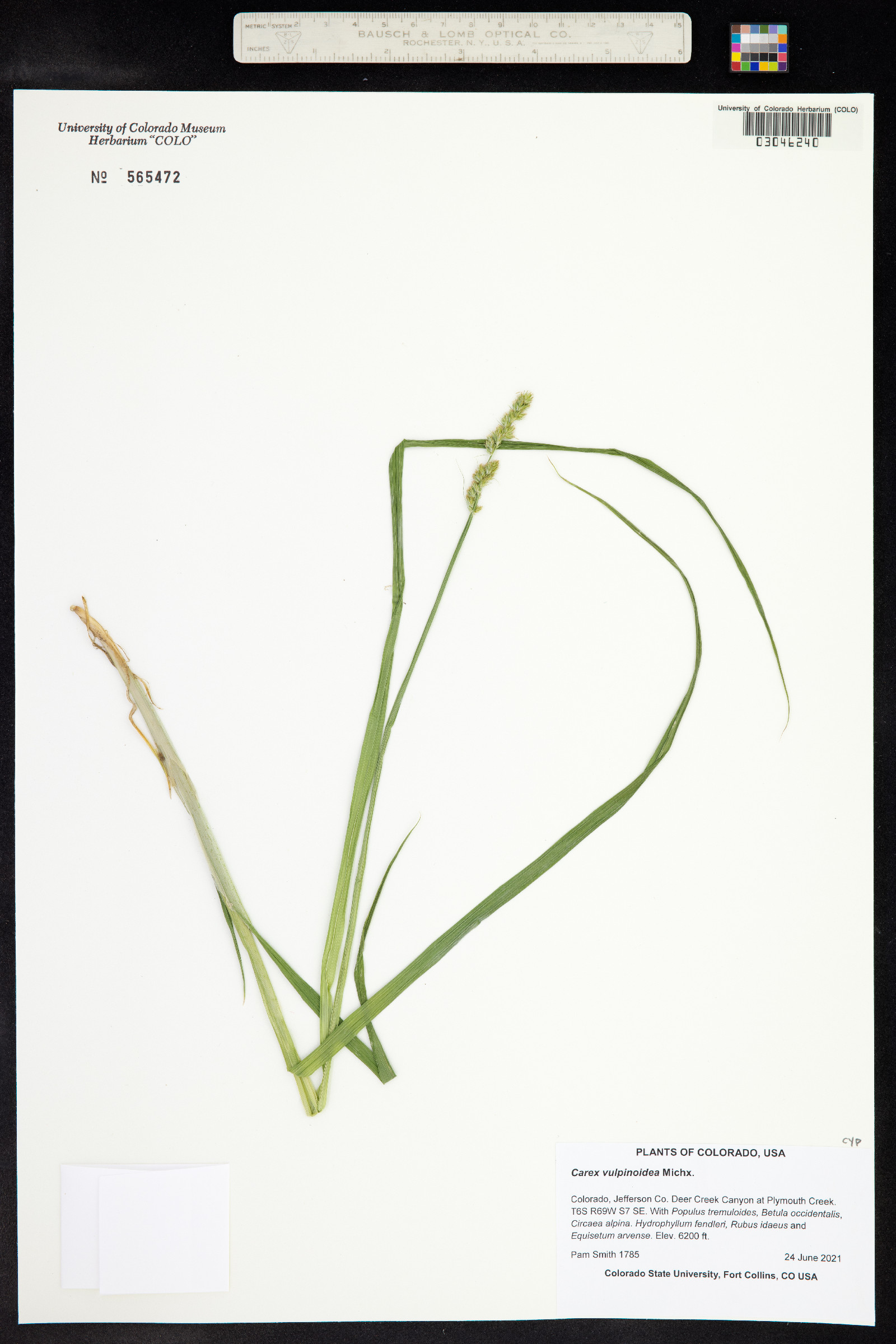 Carex vulpinoidea image