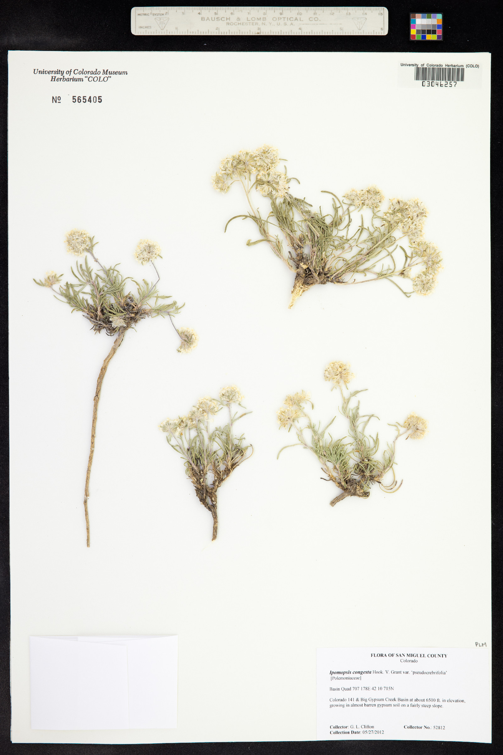 Ipomopsis congesta image