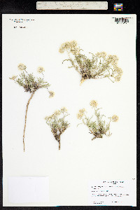 Ipomopsis congesta image
