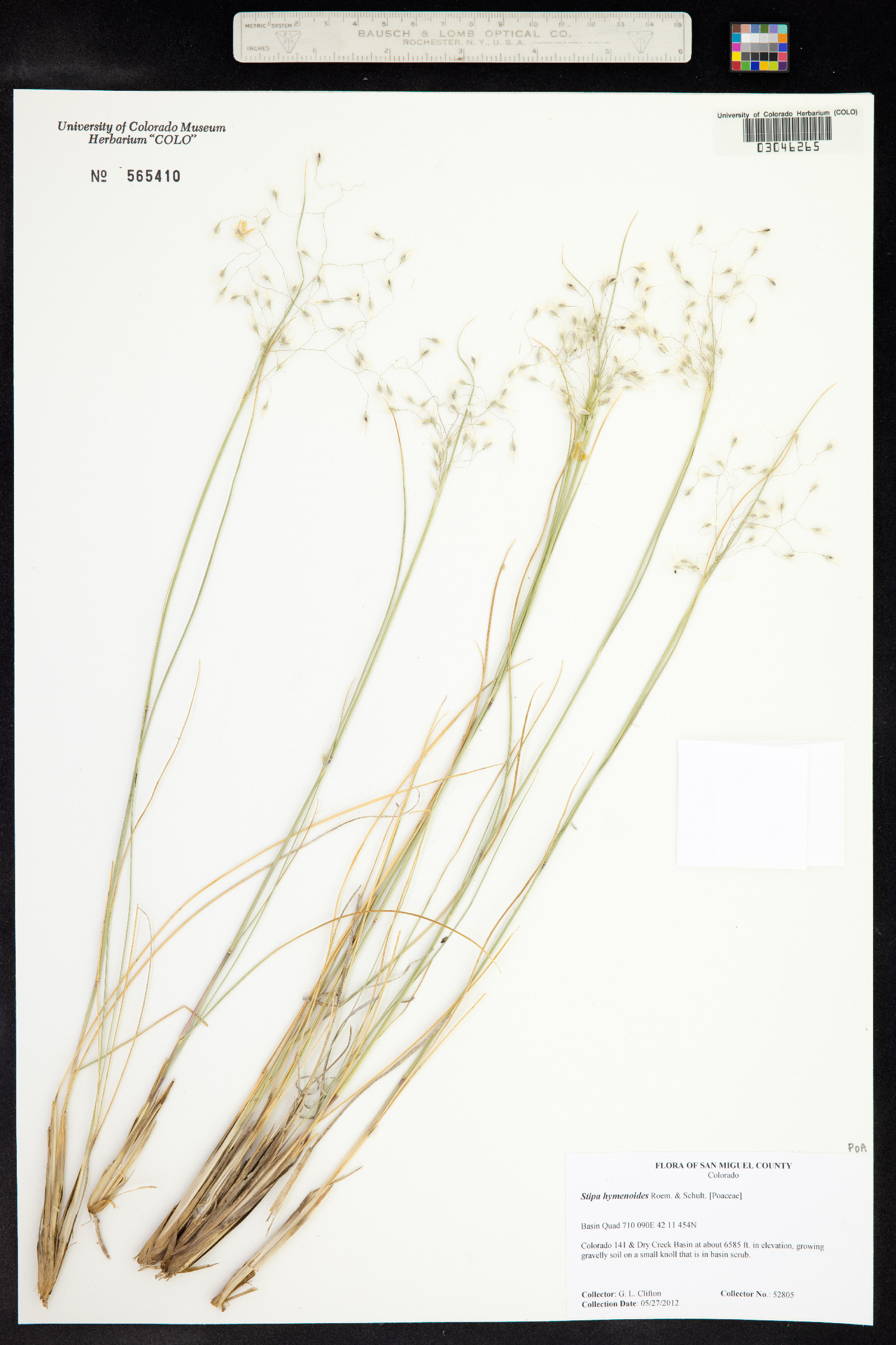 Achnatherum hymenoides image