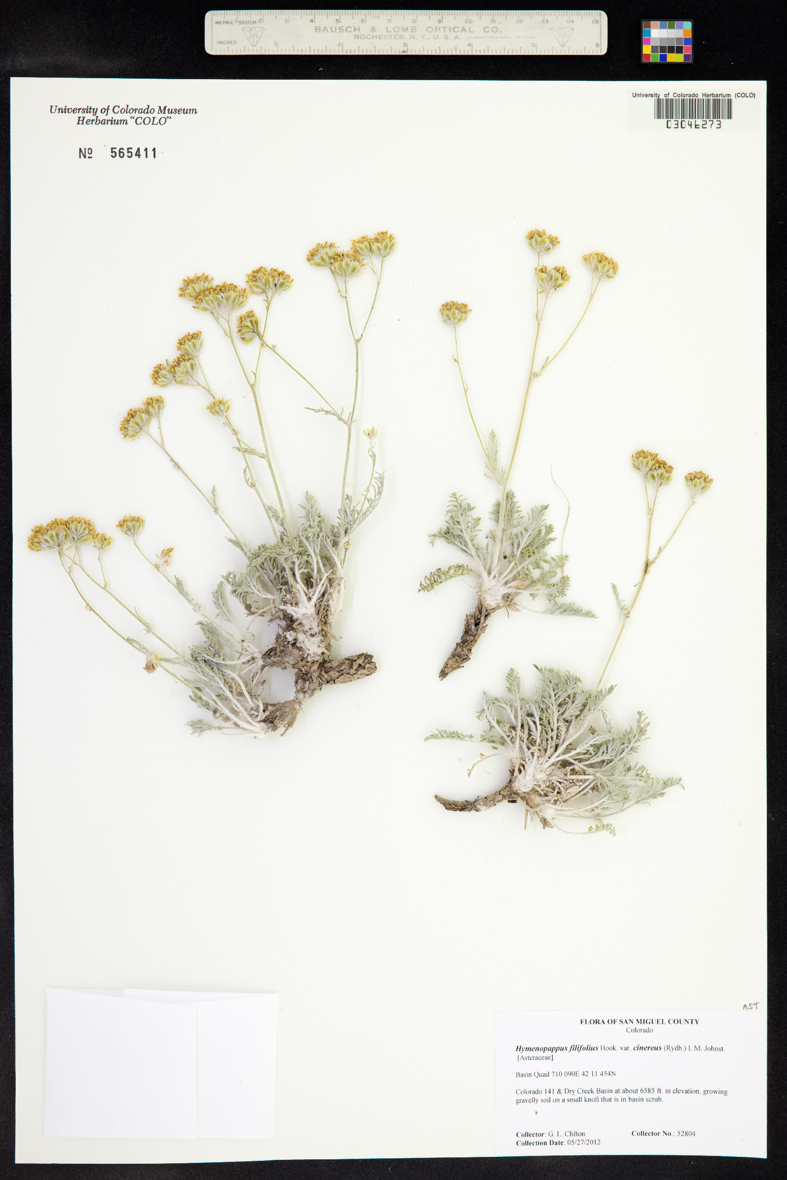 Hymenopappus filifolius var. cinereus image