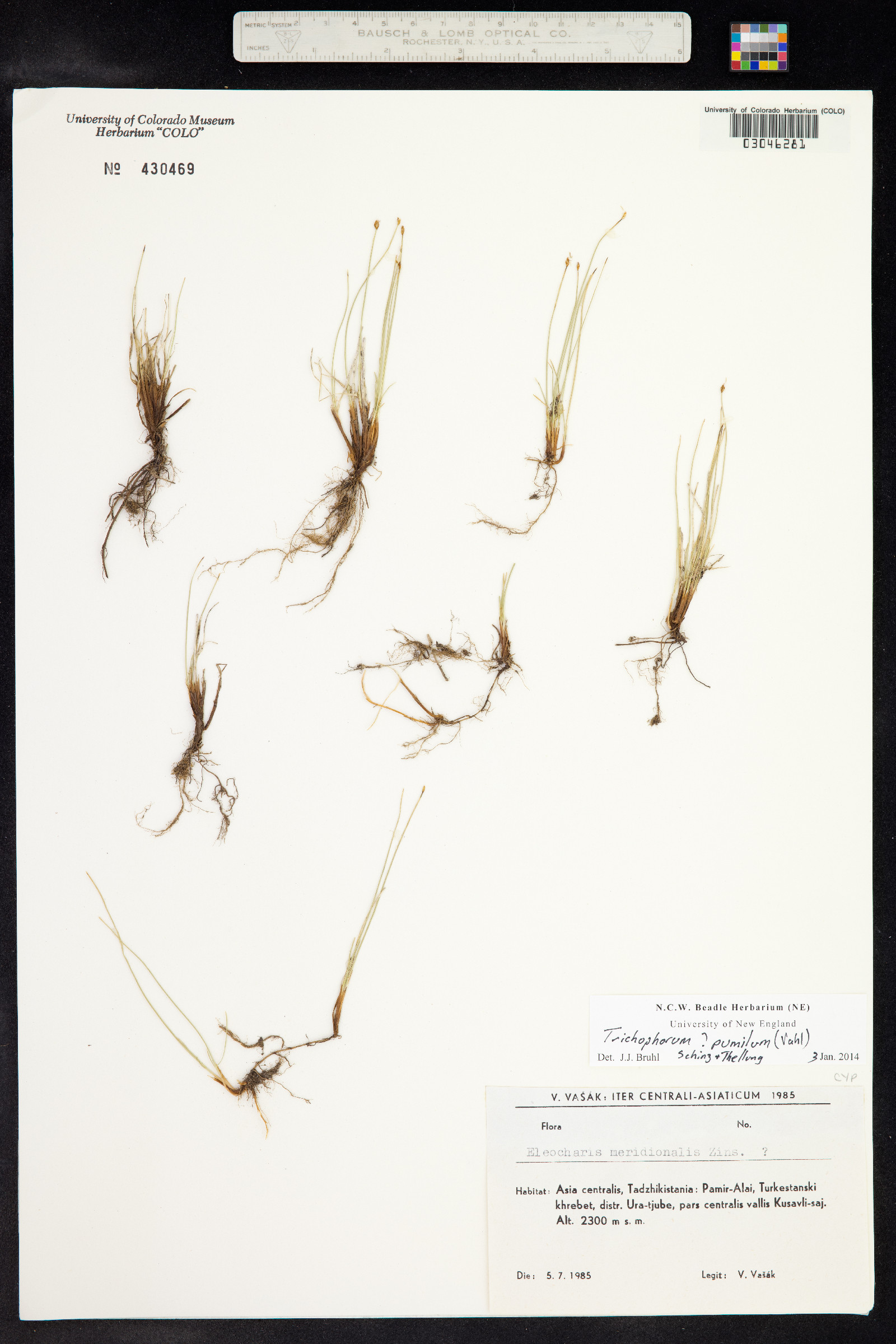 Trichophorum pumilum image