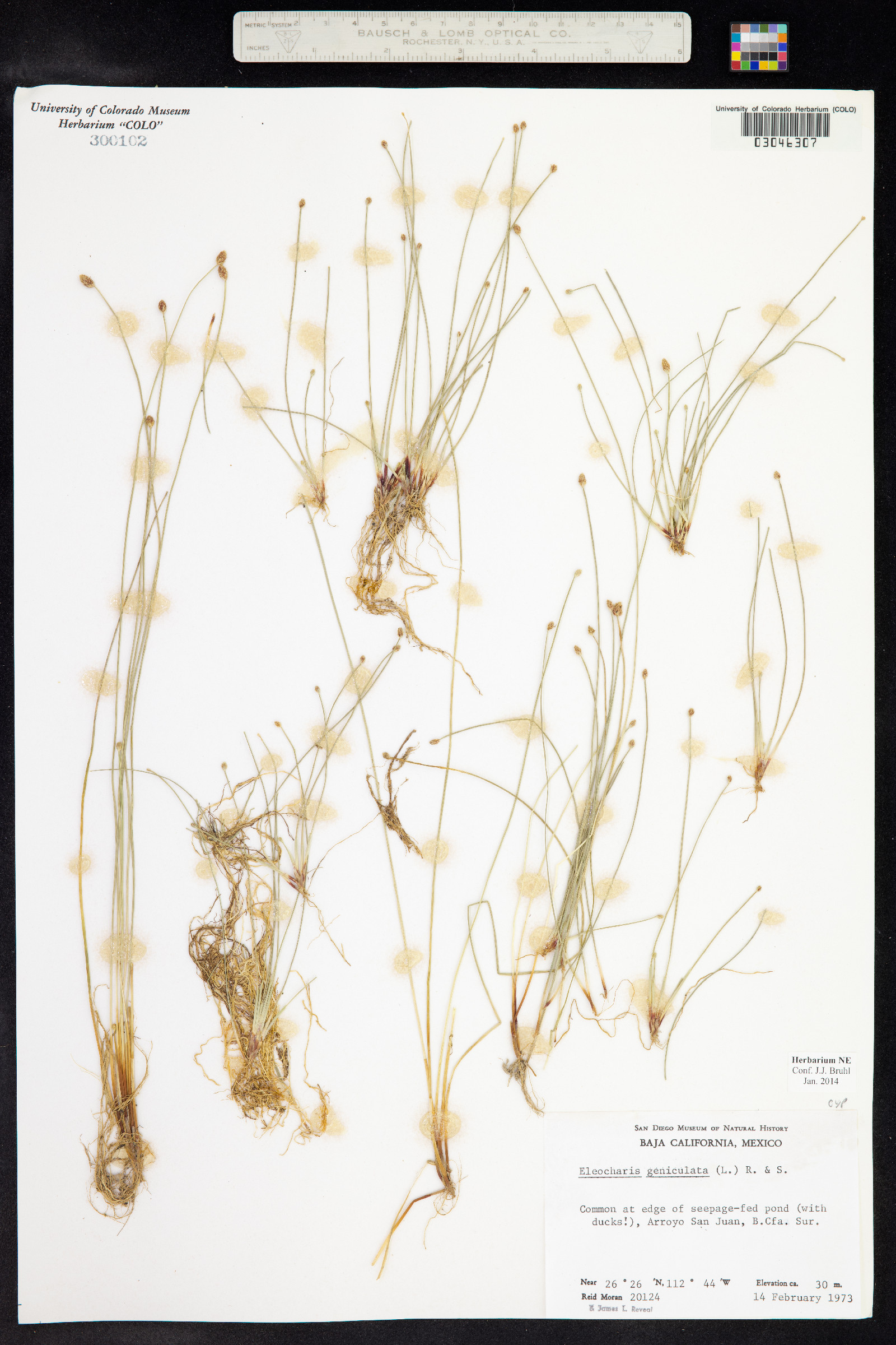 Eleocharis geniculata image