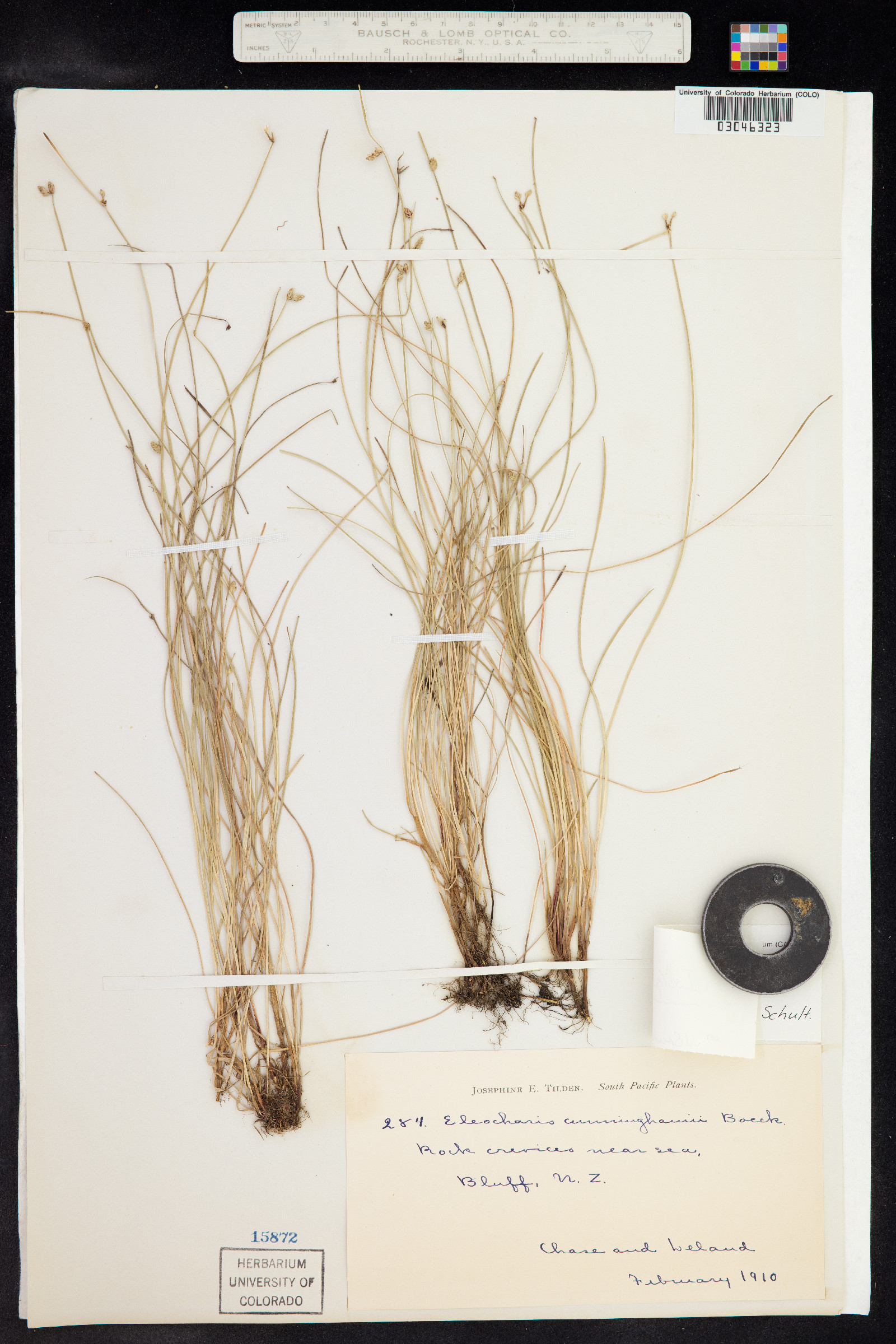 Isolepis cernua image