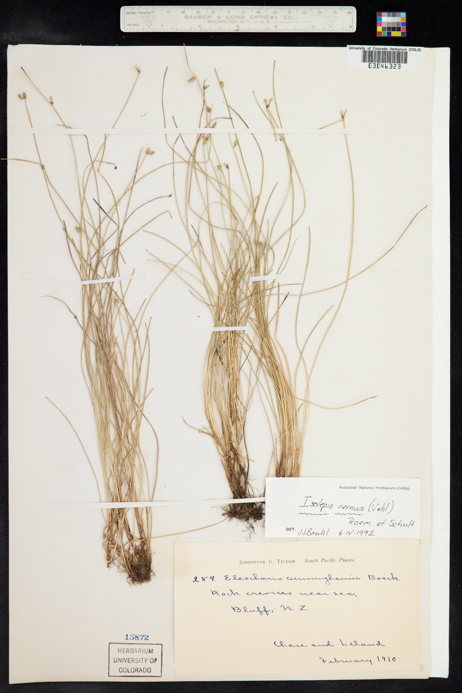 Isolepis cernua image