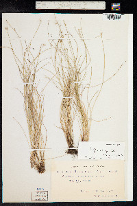 Isolepis cernua image