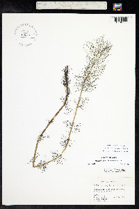 Myriophyllum sibiricum image