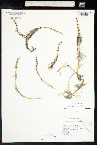 Myriophyllum sibiricum image