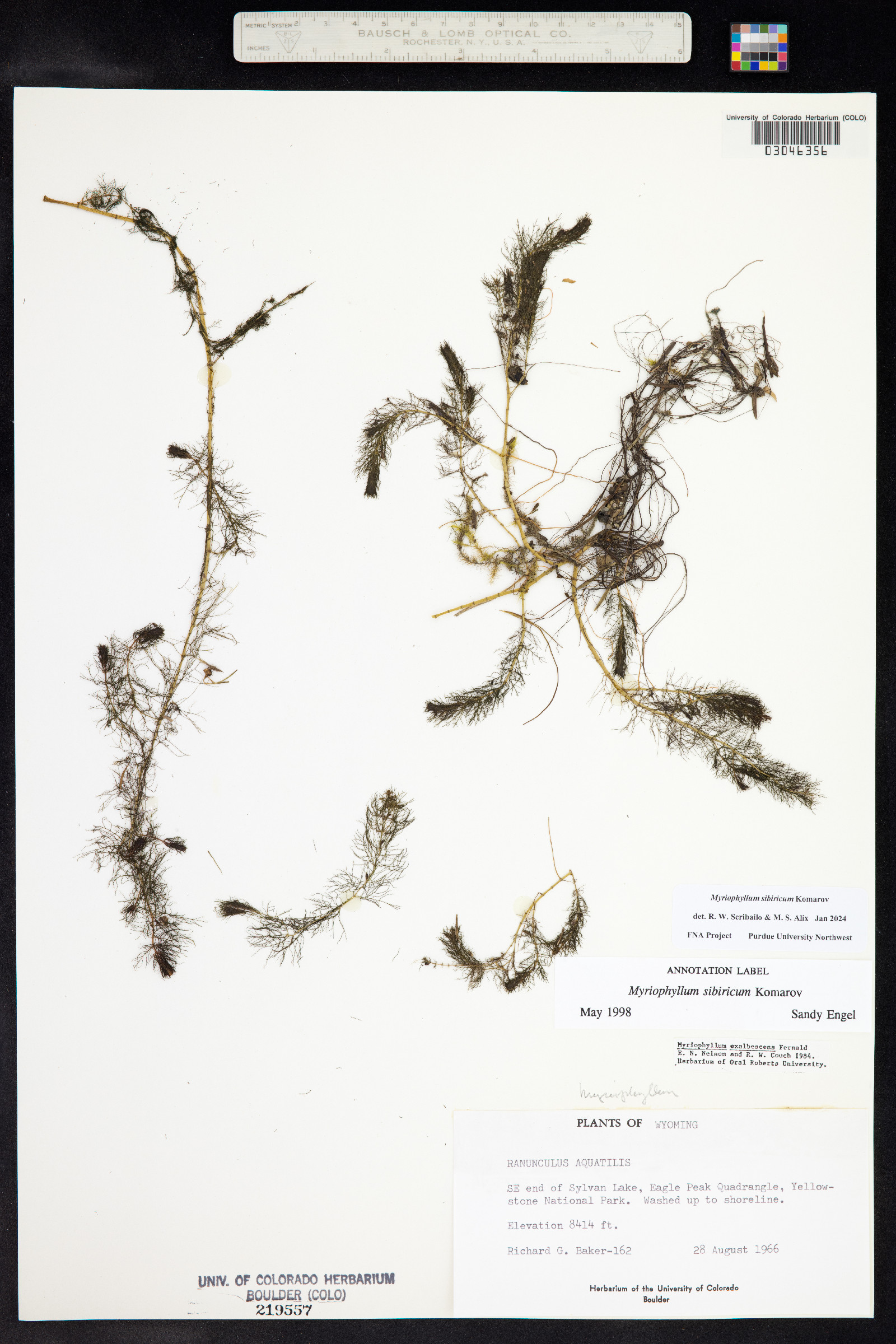 Myriophyllum sibiricum image