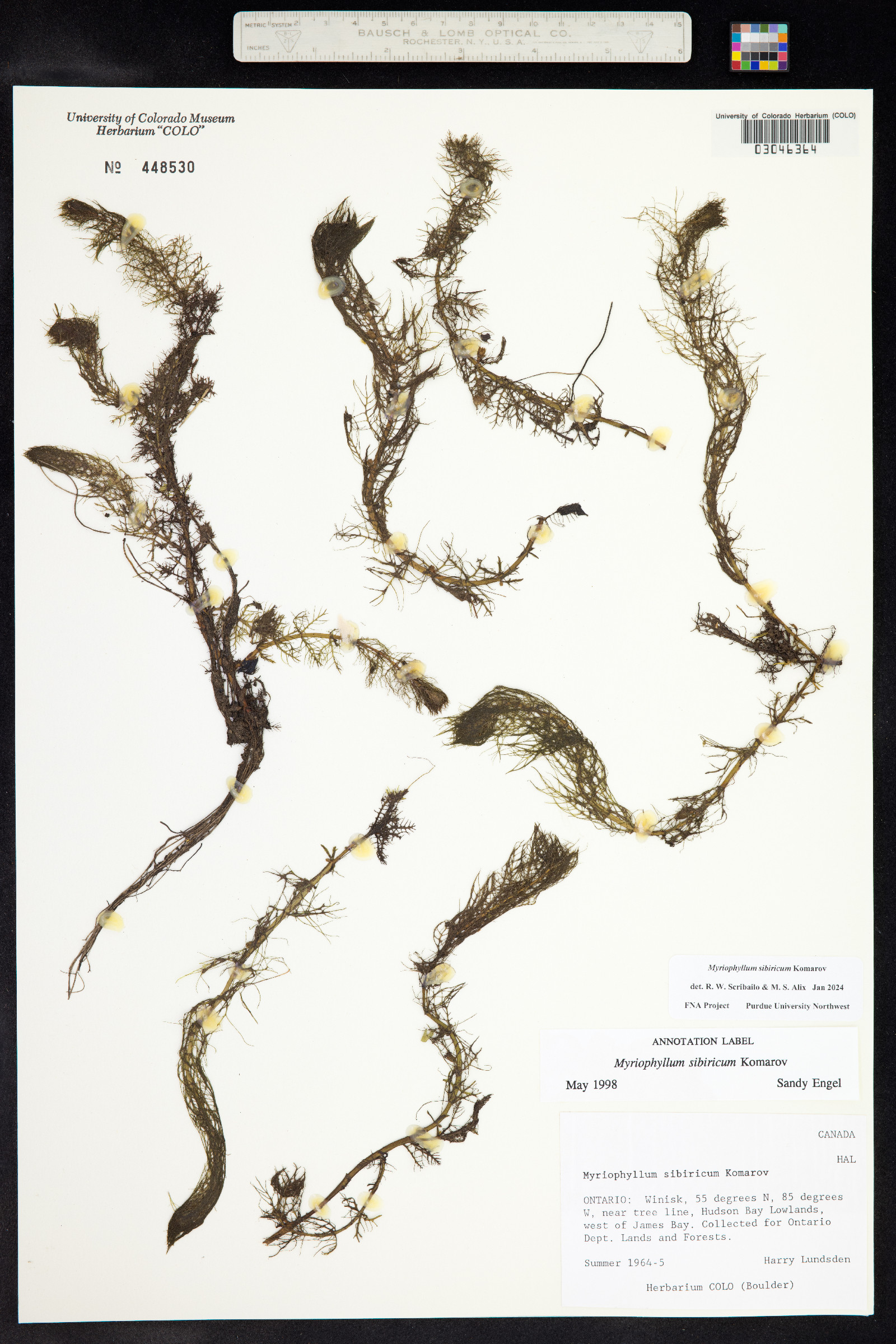 Myriophyllum sibiricum image