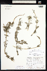 Myriophyllum sibiricum image