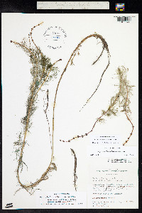 Myriophyllum sibiricum image