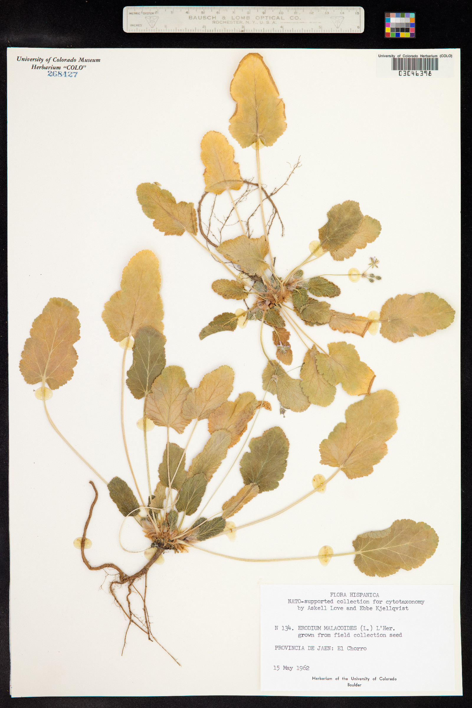 Erodium malacoides image