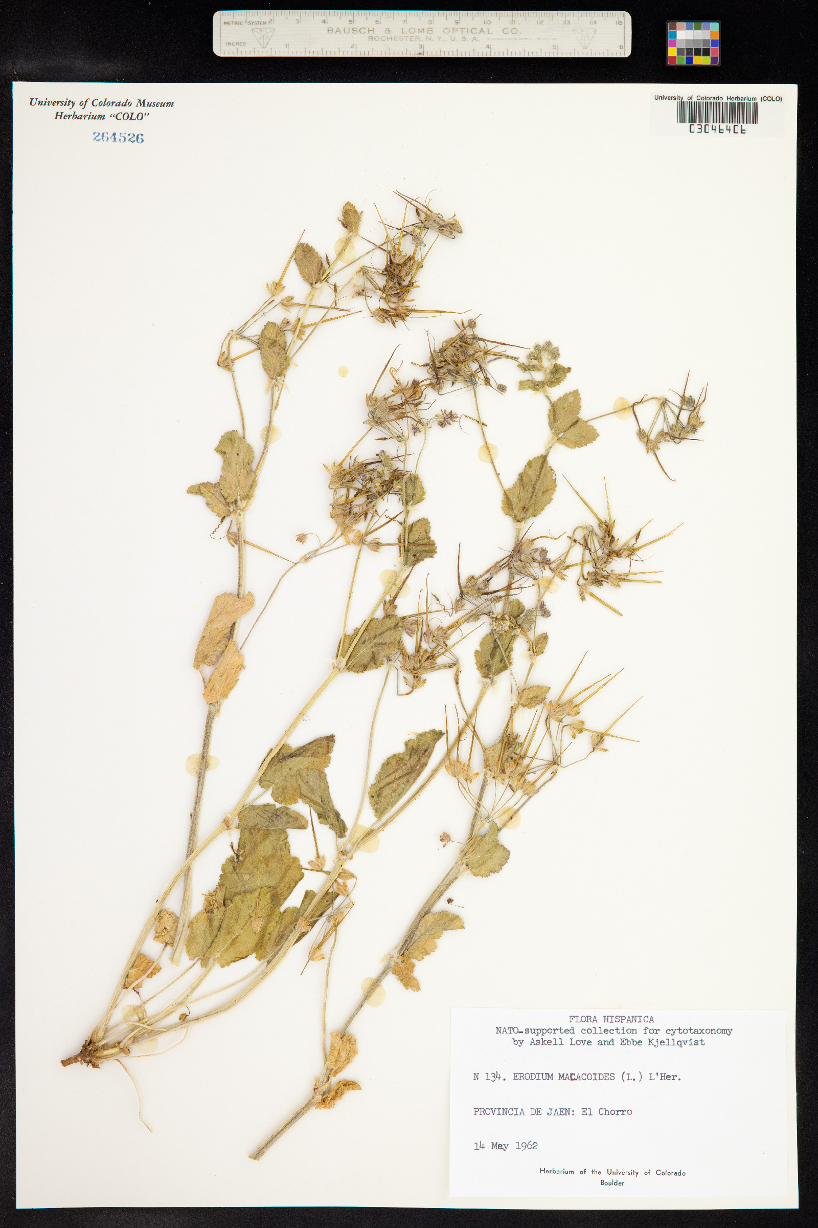 Erodium malacoides image
