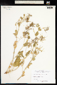 Erodium malacoides image