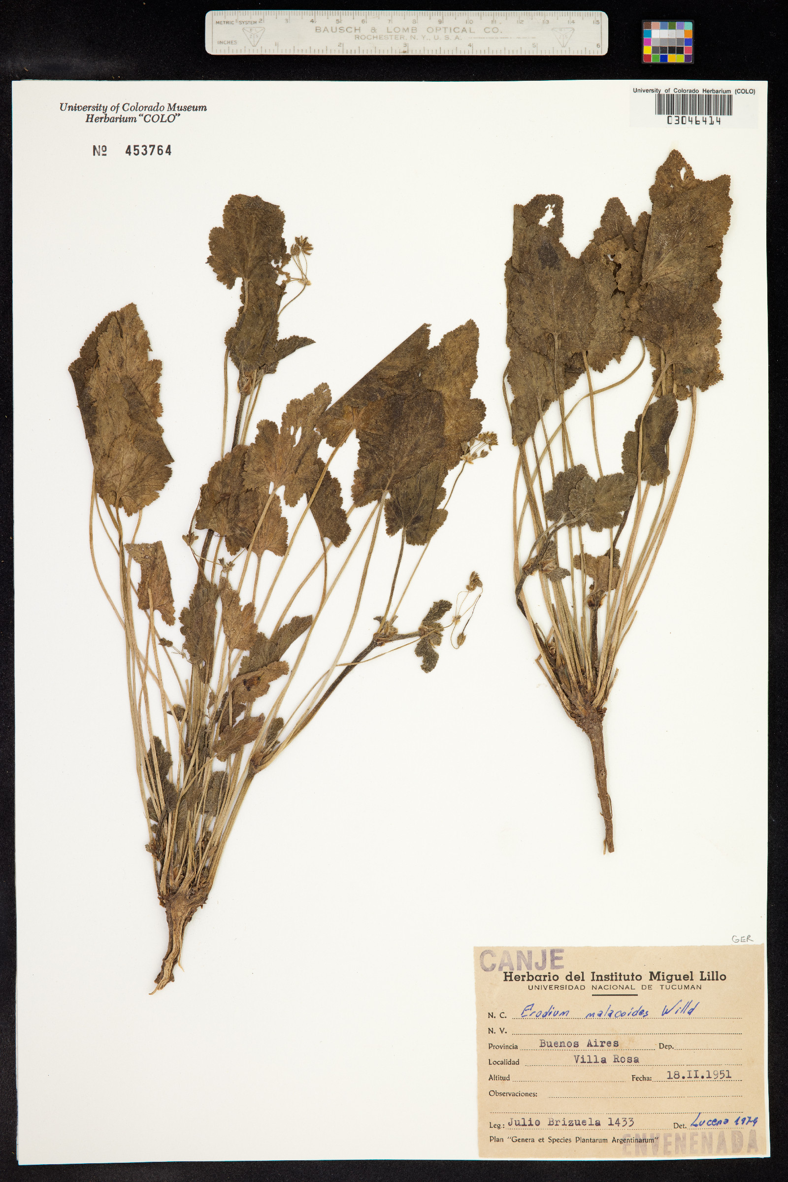 Erodium malacoides image