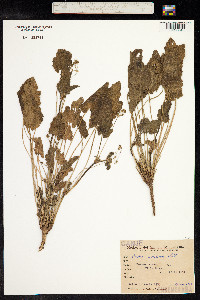 Erodium malacoides image