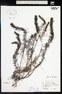 Myriophyllum sibiricum image