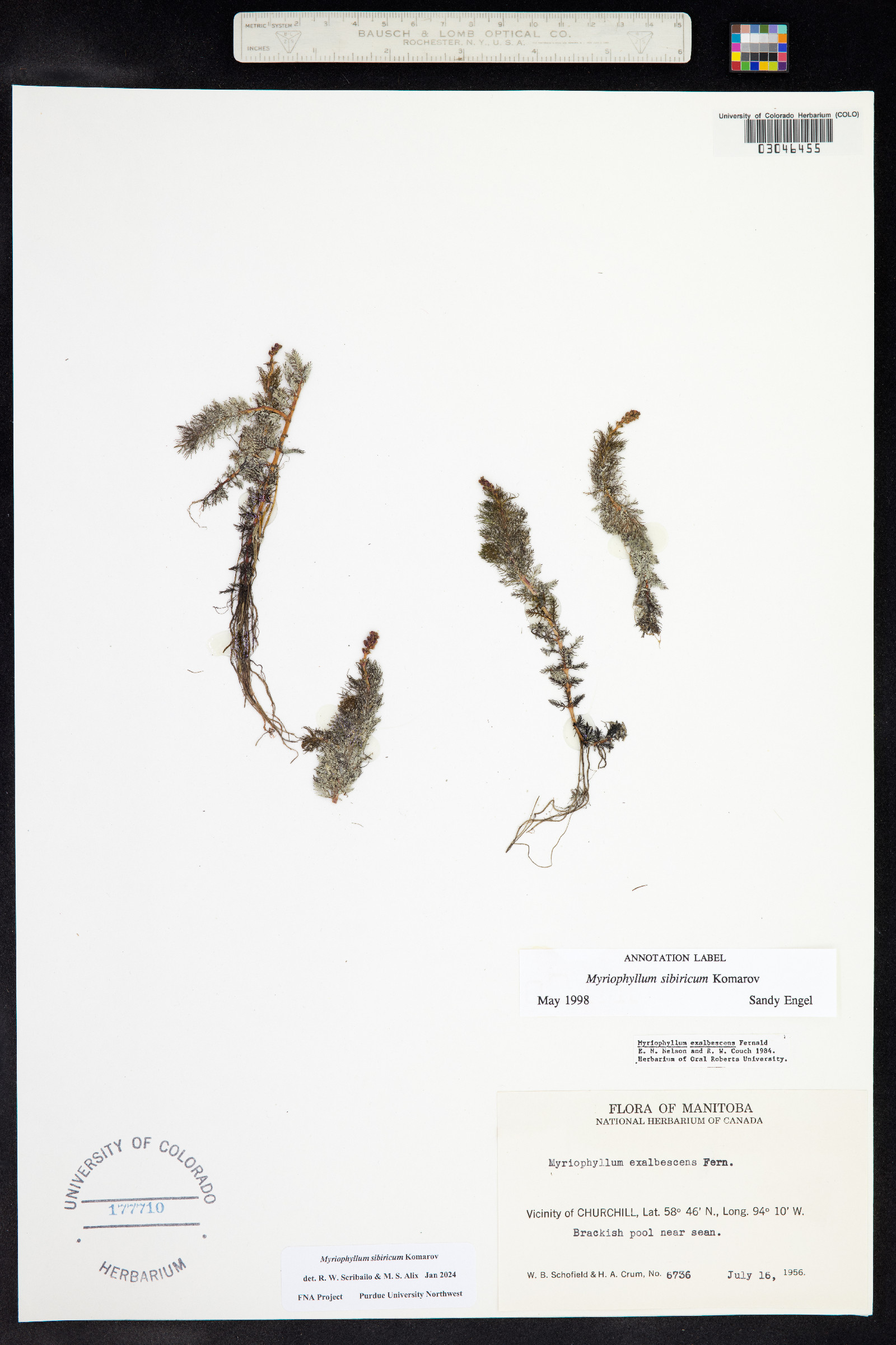 Myriophyllum sibiricum image