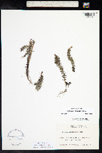 Myriophyllum sibiricum image