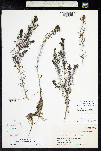 Myriophyllum sibiricum image