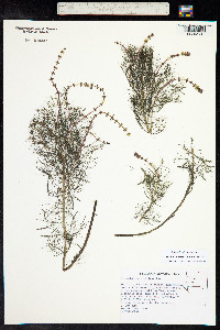 Myriophyllum sibiricum image