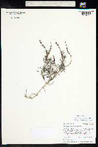 Myriophyllum sibiricum image