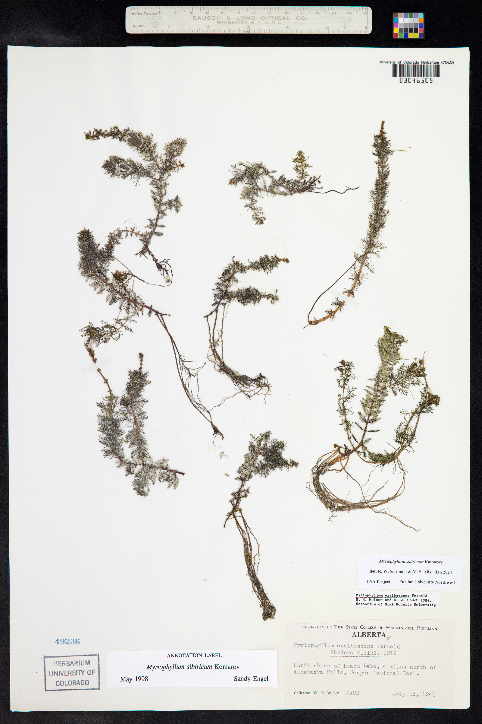 Myriophyllum sibiricum image