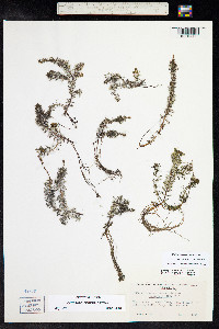 Myriophyllum sibiricum image