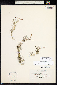 Myriophyllum sibiricum image