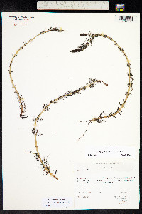 Myriophyllum sibiricum image