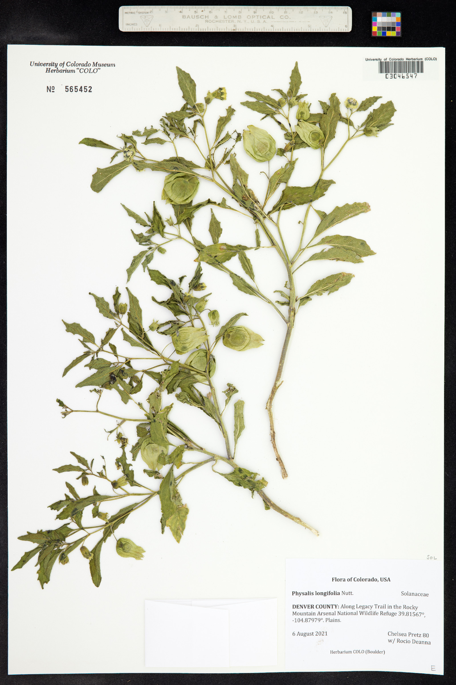 Physalis longifolia image
