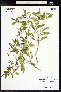 Physalis longifolia image