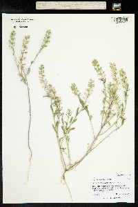 Alyssum simplex image