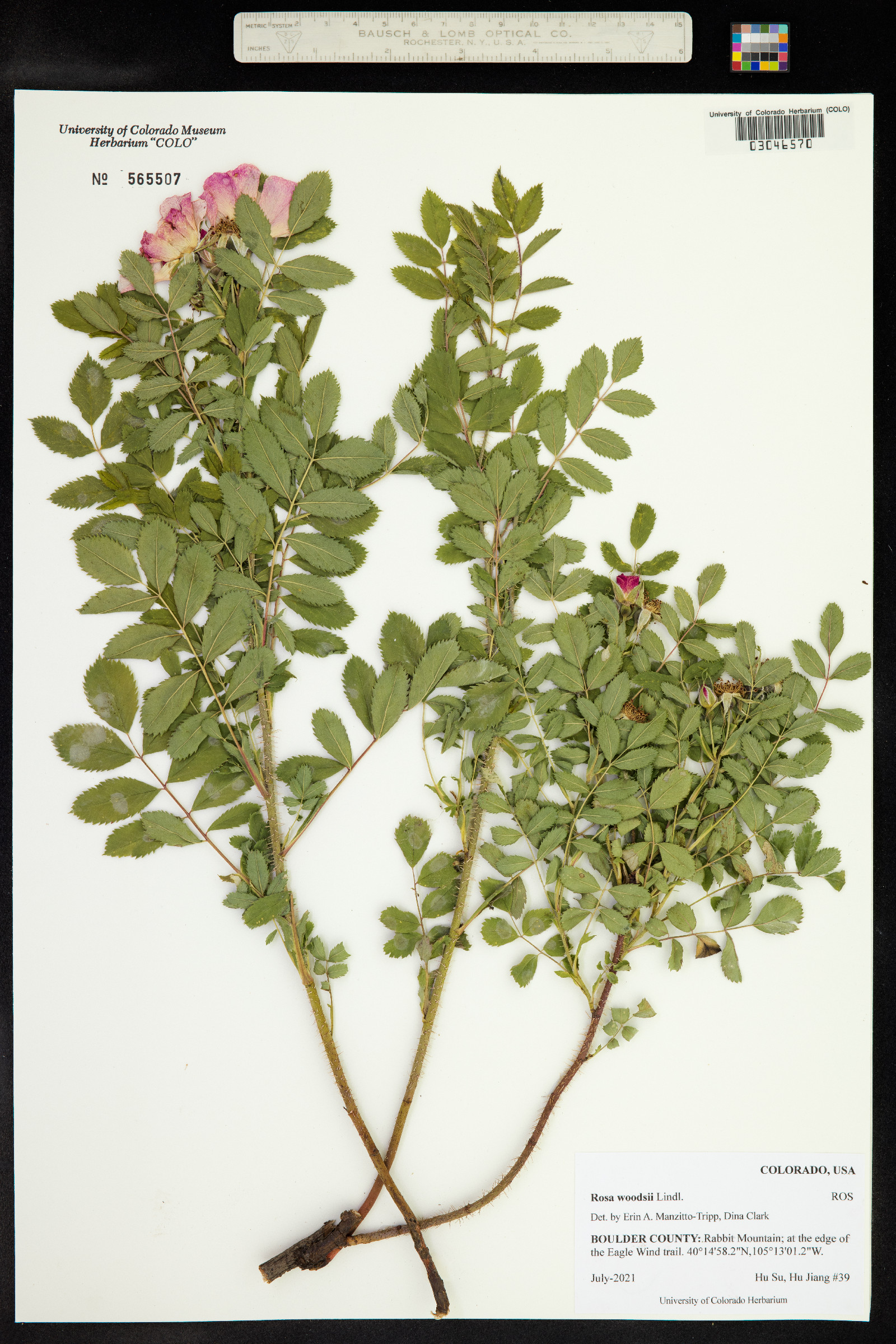 Rosa woodsii image