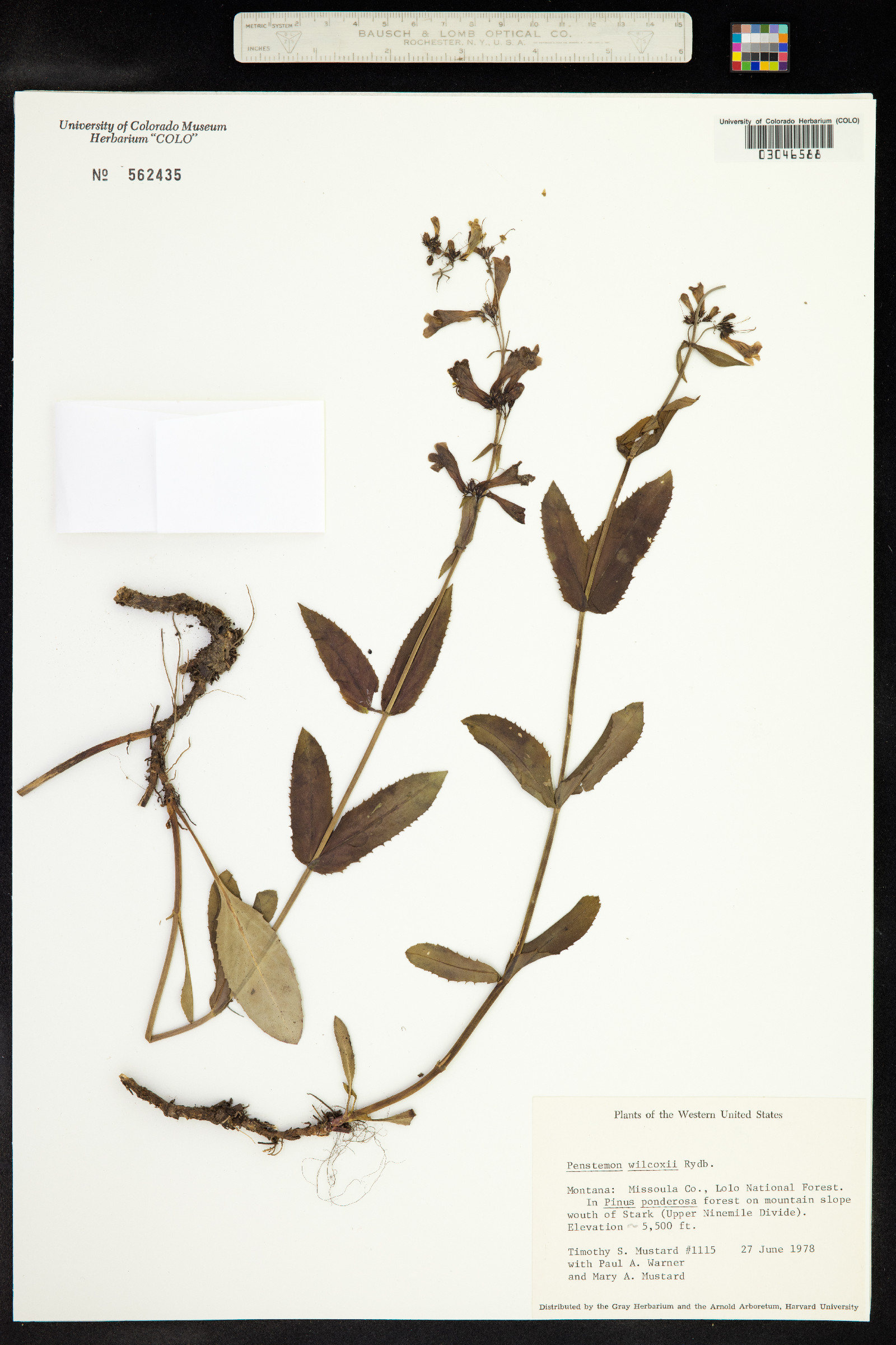 Penstemon wilcoxii image