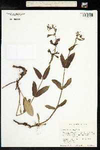 Penstemon wilcoxii image