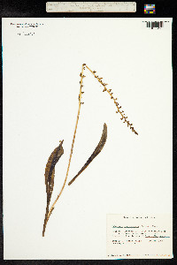 Platanthera unalascensis image