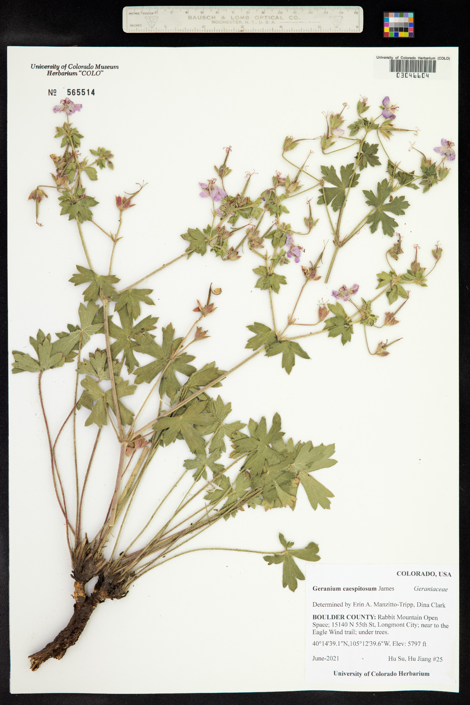 Geranium caespitosum image