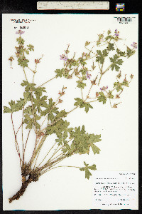 Geranium caespitosum image