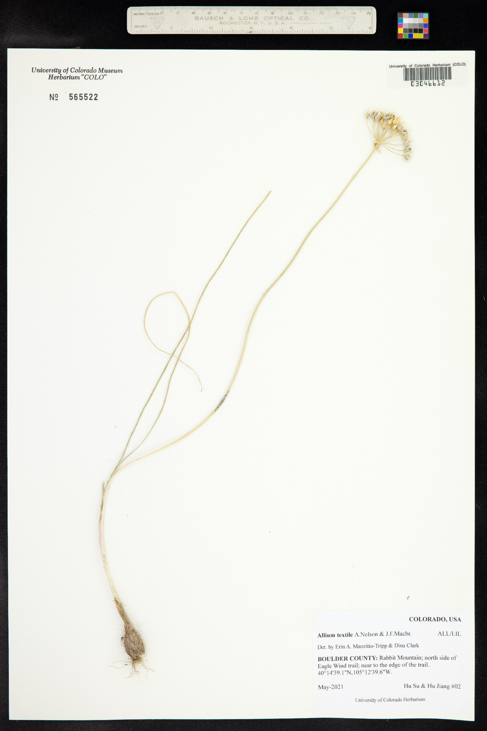 Ranunculus alismifolius image