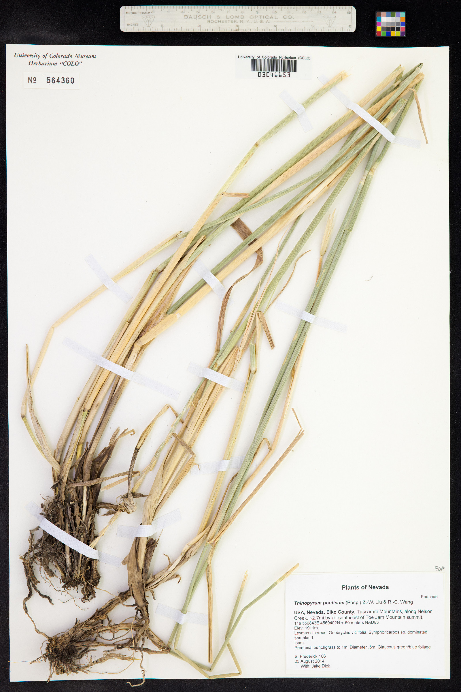 Thinopyrum ponticum image