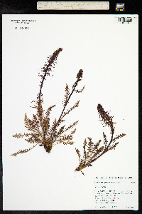Pedicularis groenlandica image