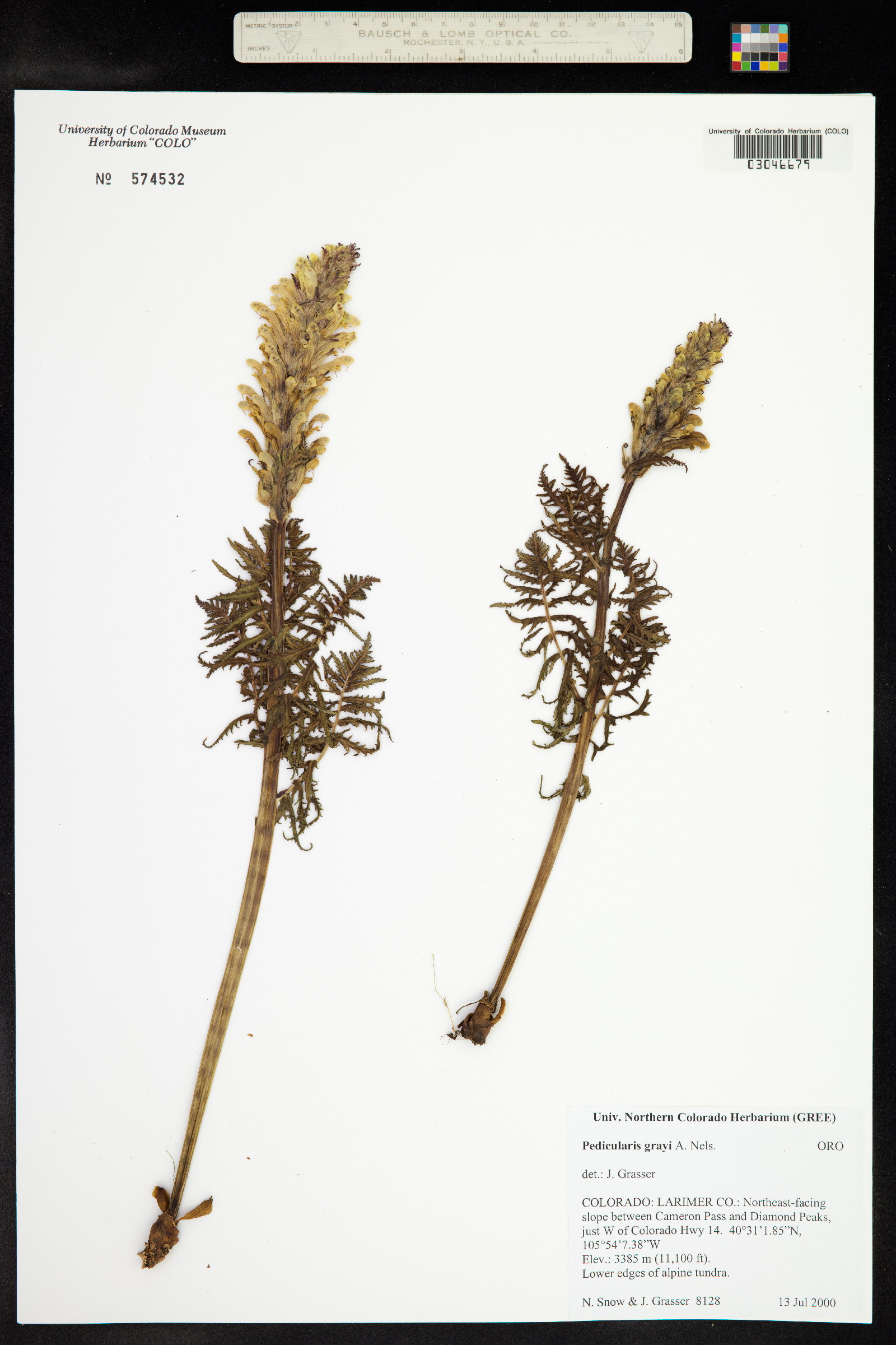 Pedicularis grayi image